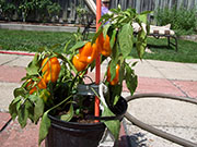 Cheyenne Orange