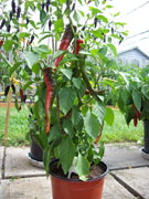 Cayenne