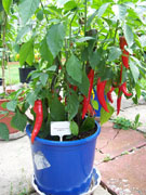 Cayenne