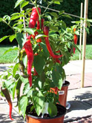 Cayenne