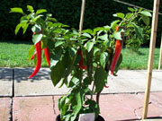 Cayenne