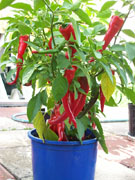 Cayenne