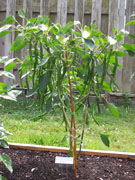 Cayenne Joe's Long