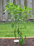 Cayenne Joe's Long