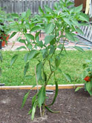 Cayenne Joe's Long