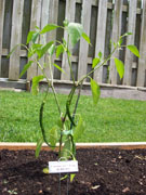 Cayenne Joe's Long