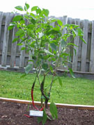 Cayenne Joe's Long