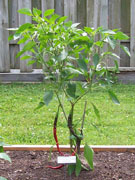 Cayenne Joe's Long