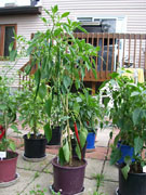 Cayenne Joe's Long