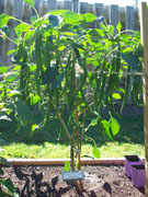 Cayenne Joe's Long