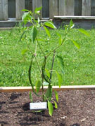 Cayenne Joe's Long