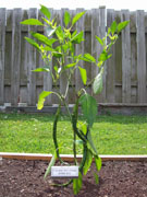 Cayenne Joe's Long