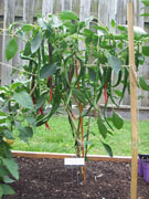 Cayenne Joe's Long