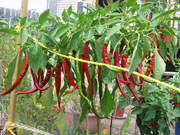 Cayenne Joe's Long