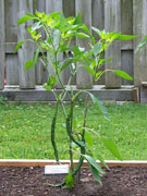 Cayenne Joe's Long