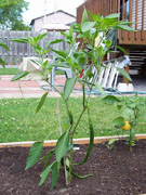 Cayenne Joe's Long