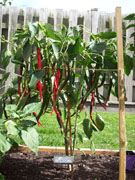 Cayenne Joe's Long