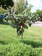 Cayenne Purple