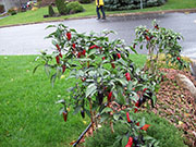 Cayenne Purple