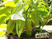 Bhut Jolokia Chocolate