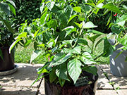 Bhut Jolokia Chocolate