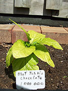 Bhut Jolokia Chocolate