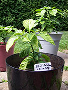 Bhut Jolokia Chocolate