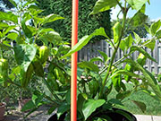 Bhut Jolokia Chocolate