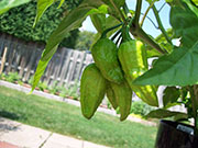 Bhut Jolokia Chocolate