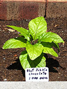 Bhut Jolokia Chocolate