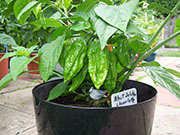 Bhut Jolokia Chocolate