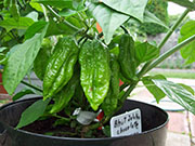 Bhut Jolokia Chocolate