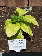 Bhut Jolokia Chocolate