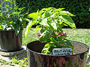 Bhut Jolokia Chocolate