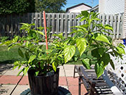 Bhut Jolokia Chocolate