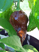 Bhut Jolokia Chocolate