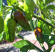 Bhut Jolokia Chocolate