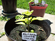 Bhut Jolokia Chocolate