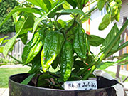 Bhut Jolokia Chocolate