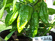 Bhut Jolokia Chocolate