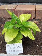 Bhut Jolokia Chocolate