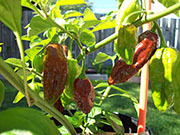 Bhut Jolokia Chocolate