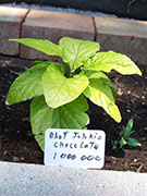 Bhut Jolokia Chocolate