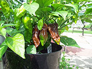 Bhut Jolokia Chocolate