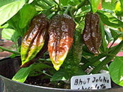 Bhut Jolokia Chocolate