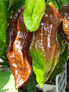 Bhut Jolokia Chocolate