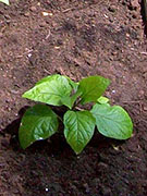 Bhut Jolokia Chocolate