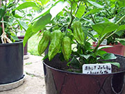 Bhut Jolokia Chocolate