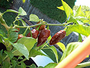 Bhut Jolokia Chocolate