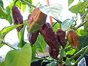 Bhut Jolokia Chocolate